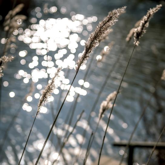 Natuurbeeld